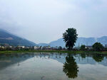 湖畔孤树映山水美景