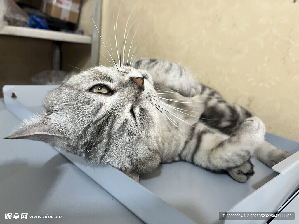 躺卧的长毛猫姿态悠闲