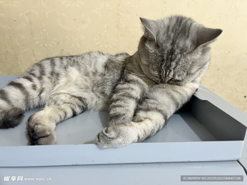 慵懒小猫躺卧在铁盒子里