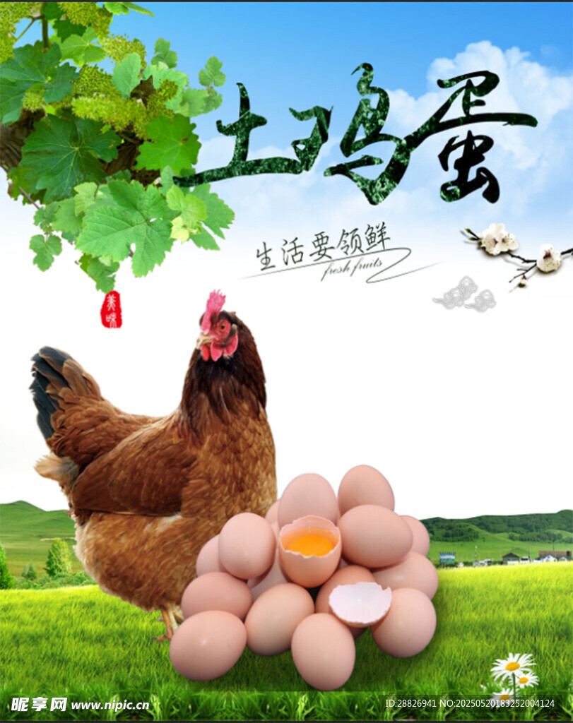 新鲜土鸡蛋 母鸡相伴