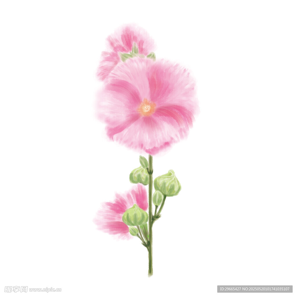 粉色蜀葵花特写