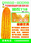 玉米种子海报 