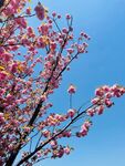 粉色浪漫 樱花