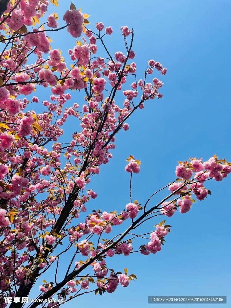 粉色浪漫 樱花