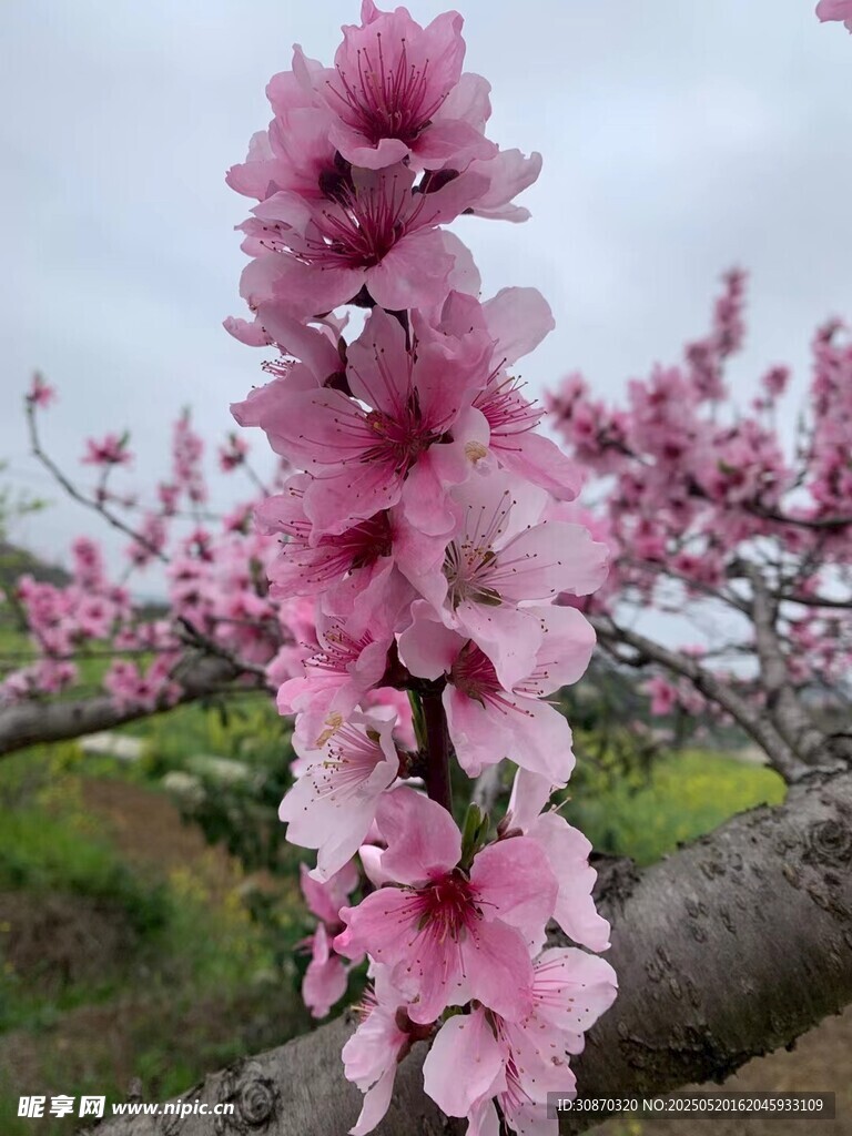花团锦簇 