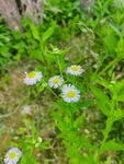 小野雏菊