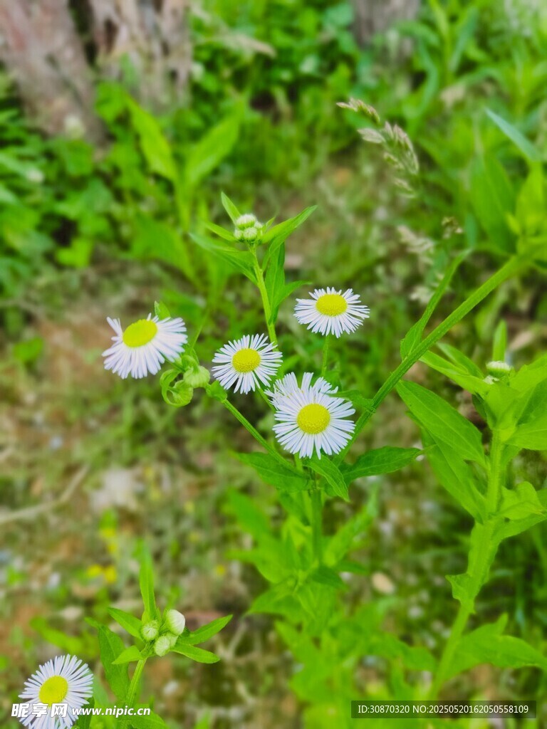 小野雏菊