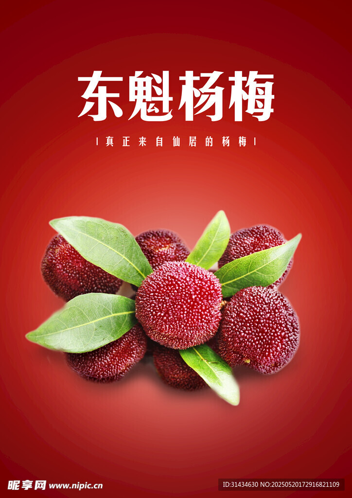 杨梅海报图片