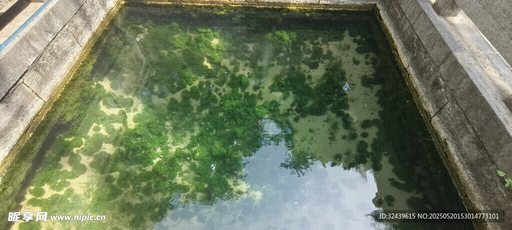 静谧池水映绿树