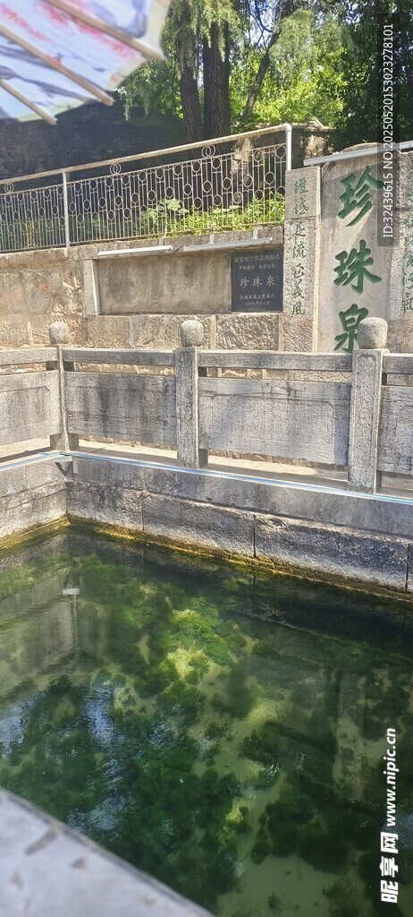 静谧池塘边的葱郁绿植