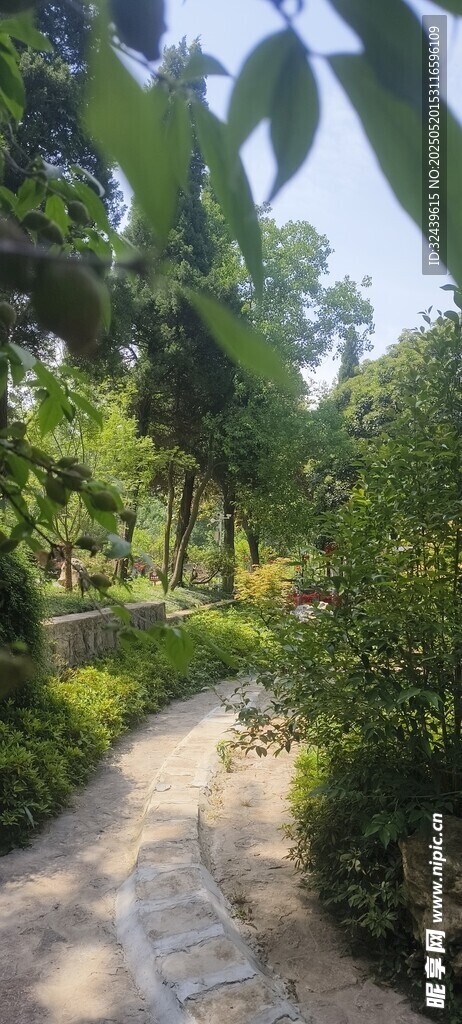 林间小径 绿意盎然的景致