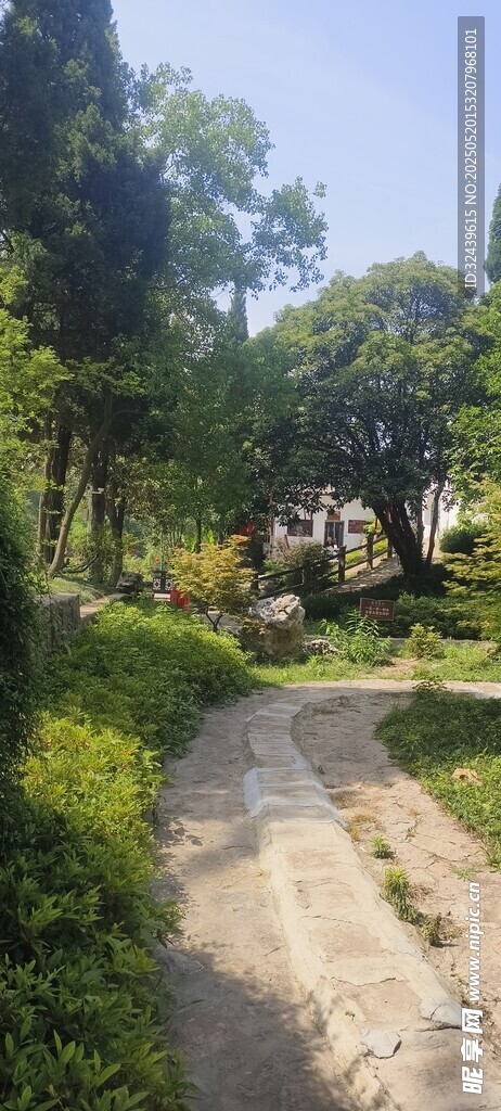 林间小径绿意盎然