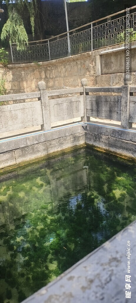 静谧水池边的自然景致