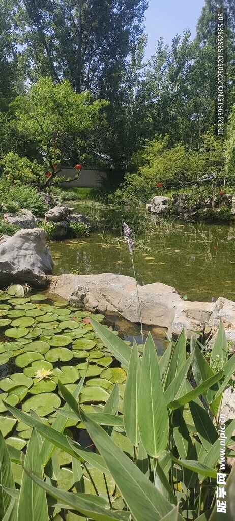 池塘荷叶景观