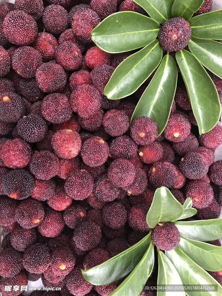 新鲜杨梅
