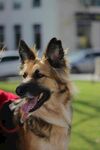 户外开心的德国牧羊犬