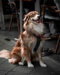 可爱长毛犬坐于户外