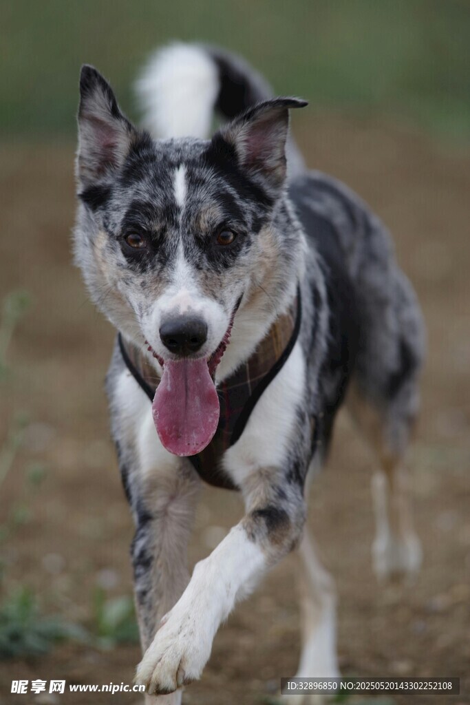 奔跑的萌犬