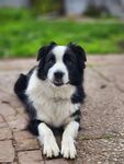 趴坐的黑白边牧犬