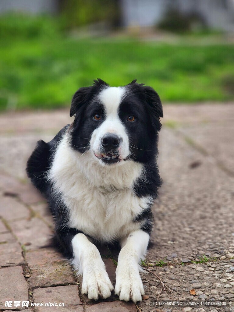 趴坐的黑白边牧犬