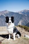 高山边的黑白边牧犬