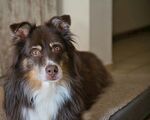 棕色长毛犬安静趴坐