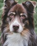 可爱边牧犬特写