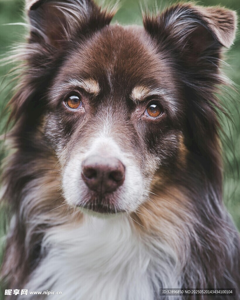 可爱边牧犬特写