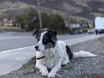 路边休憩的黑白边境牧羊犬