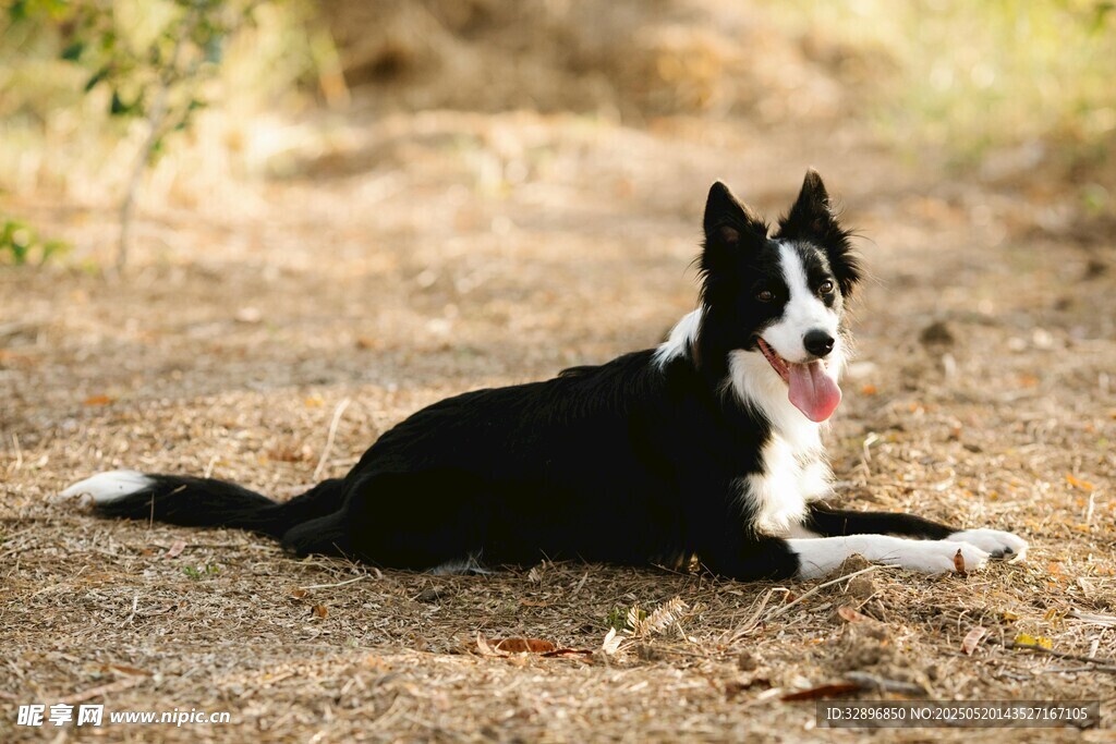 黑白犬惬意趴于户外草地