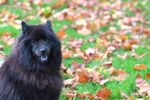 黑犬立于落叶缤纷草地