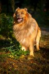 阳光下的长毛犬