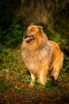 长毛牧羊犬在草地中站立
