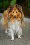 可爱长毛牧羊犬户外漫步
