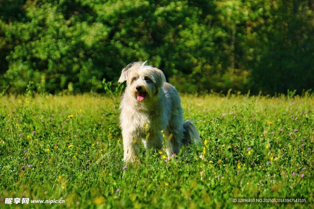 草地上的可爱白毛犬