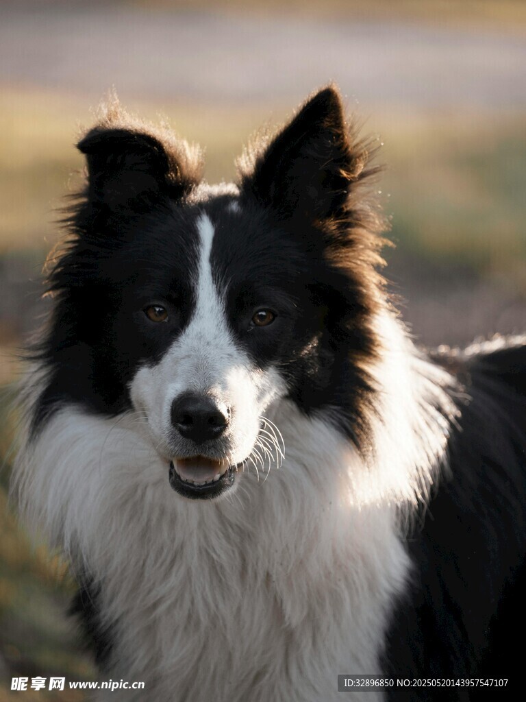 可爱边牧犬特写