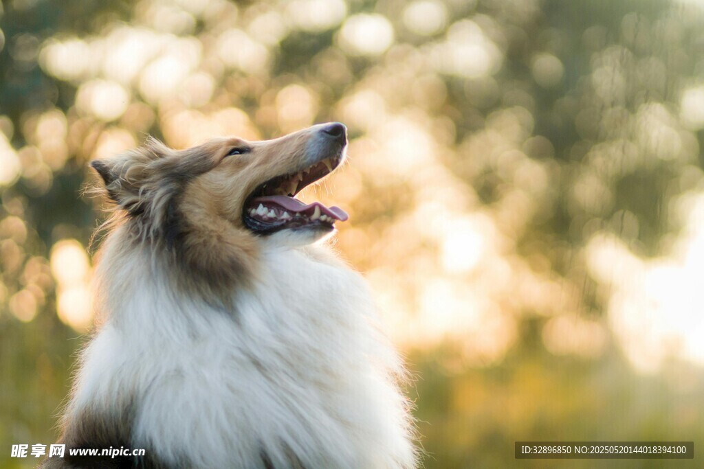 阳光下仰头的喜乐蒂犬