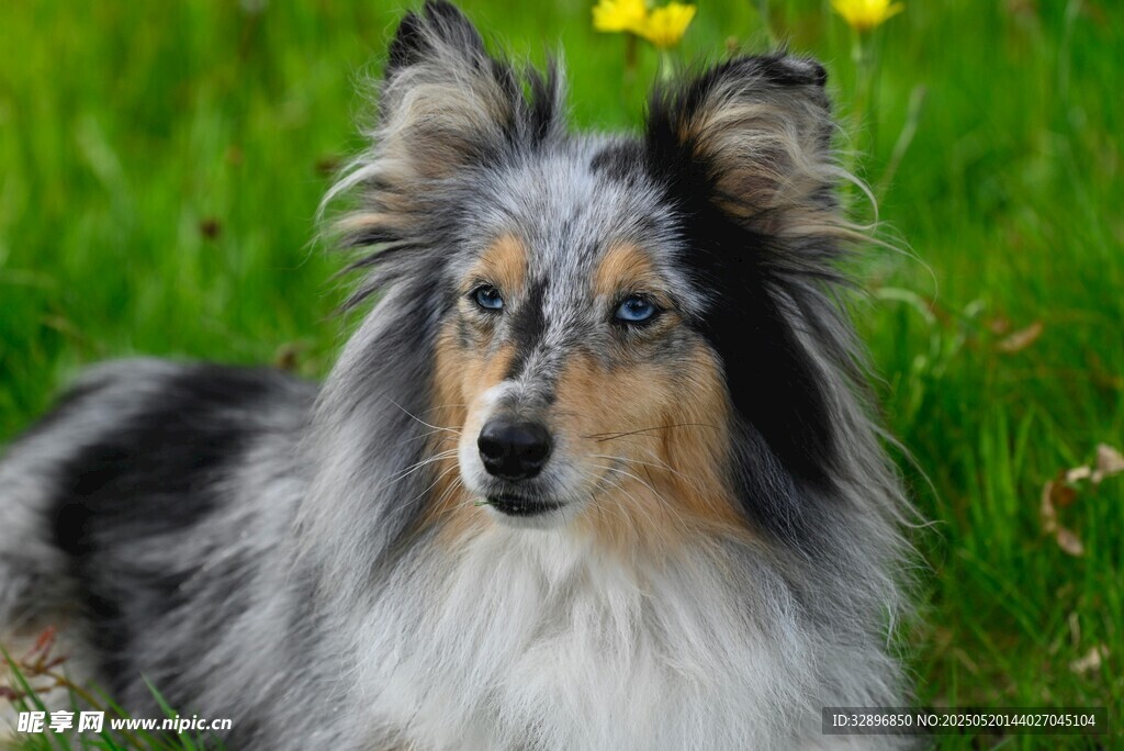 草地中的长毛牧羊犬