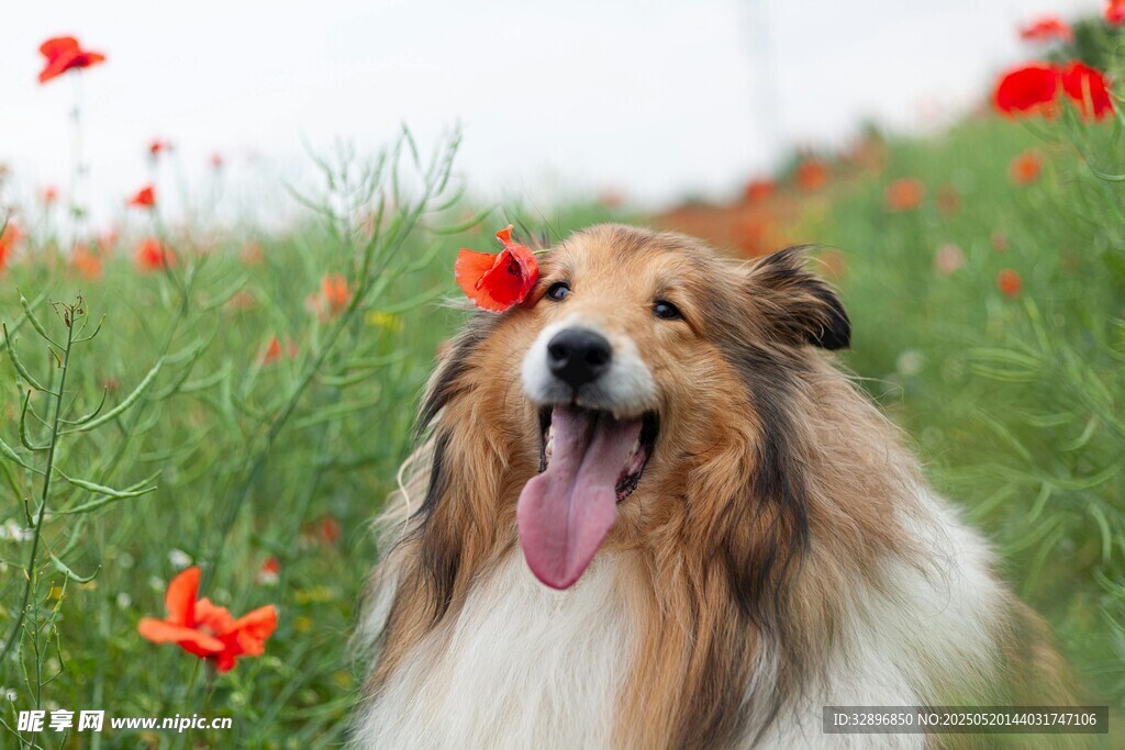 花丛中开心的长毛牧羊犬