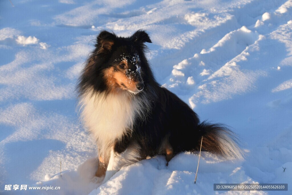 雪地中的牧羊犬