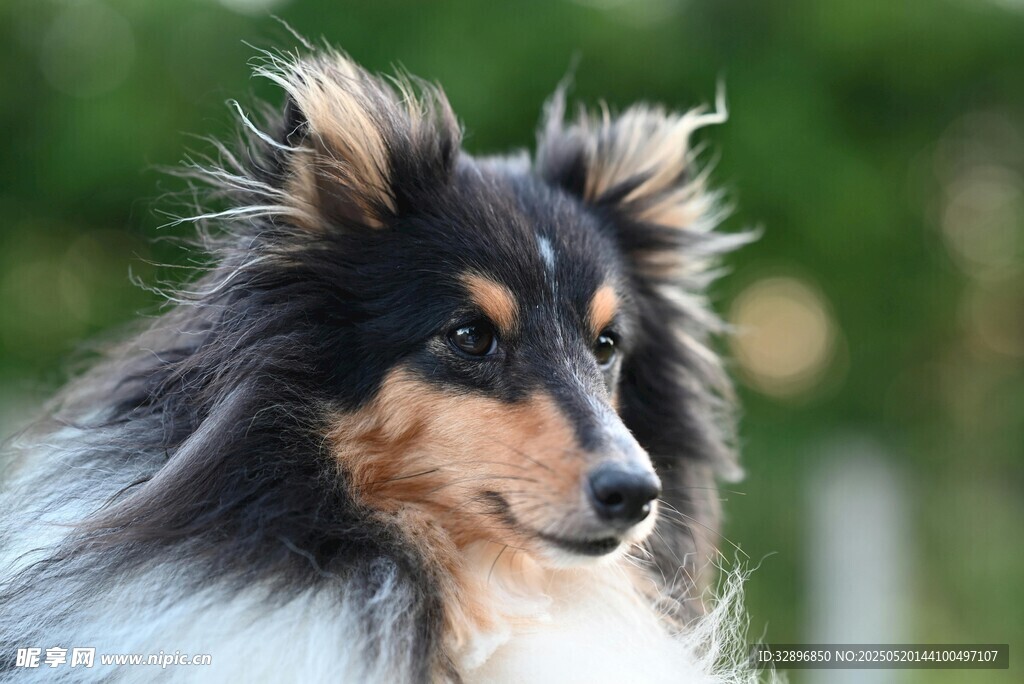 长毛牧羊犬特写