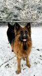 雪地中的两只德国牧羊犬