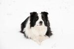 雪地中的黑白边牧犬