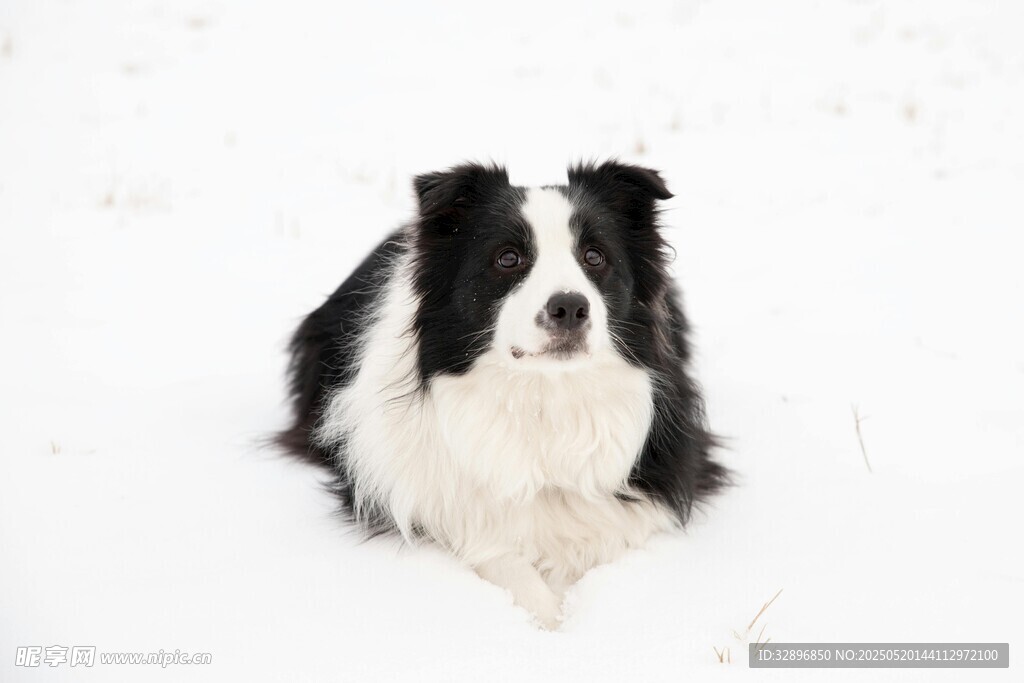 雪地中的黑白边牧犬