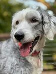 可爱灰毛犬张嘴露笑