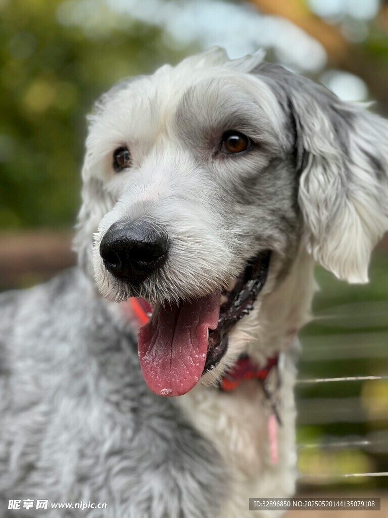 可爱灰毛犬张嘴露笑