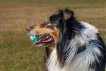 牧羊犬叼球于草地