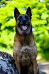 可爱马犬户外开心模样