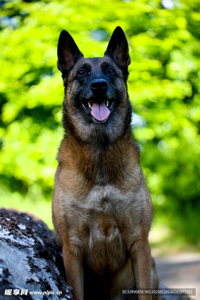 可爱马犬户外开心模样