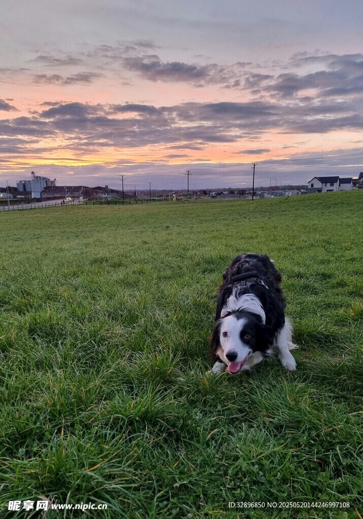 草原上的萌犬
